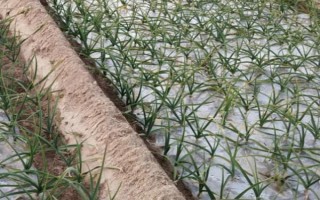 留種大蒜怎樣施磷鉀肥，要根部施一次磷鉀肥