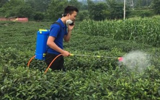 怎么防治茶輪斑病，茶園應(yīng)避免捋采或強采