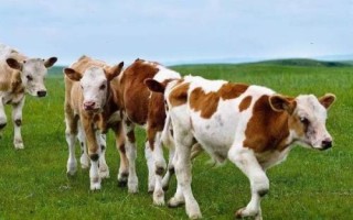 牛羊泌乳期為何禁用驅(qū)蟲藥，原因是不利于幼畜的發(fā)育