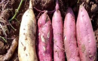 紫薯如何育苗，將種薯排放在苗床上、再覆土施肥并做好管理