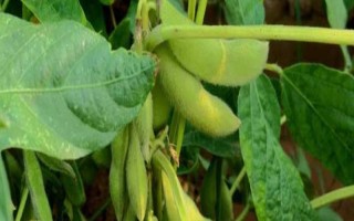 豫泛964大豆品種的特性，平均生育期105.8天