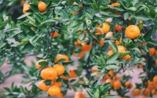 橘子的產(chǎn)地分布，主產(chǎn)于廣東、湖南、四川、廣西等省份