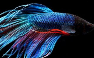 斗魚吃什么，動物性、植物性和合成飼料都吃
