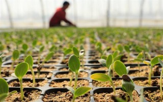 西瓜種子的催芽方法，可裹泥發(fā)芽、晾曬發(fā)芽等