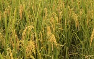 秝兩優(yōu)5816水稻種子特點(diǎn)，每畝有效穗數(shù)15.7萬
