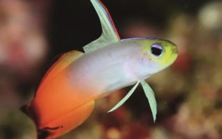 海水魚的飼養(yǎng)方法，每個月?lián)Q一次水
