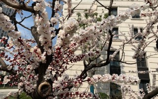 杏花的開花時間，花期在農(nóng)歷的2月份左右