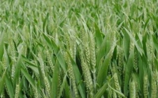 金穗95小麥種子簡介，每畝16－18萬基本苗