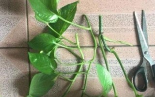 綠蘿的修剪方法，冬天的時候盡量不要修剪