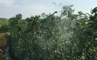 吡蟲啉豆角開花后能用嗎，可在豆角開花后使用