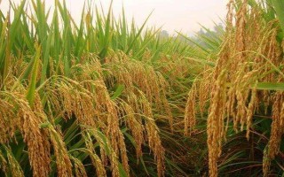 Y兩優(yōu)8188水稻種子介紹，平均生育期159天