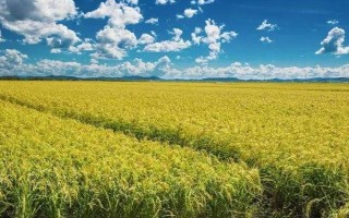 閩農(nóng)糯6A水稻品種簡(jiǎn)介，第二期父本比母本遲7天播種
