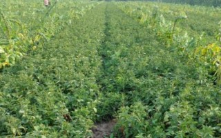 白術(shù)的管理方法，幼苗出土后要及時除草翻耕