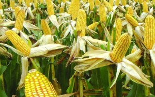 瑞興11號(hào)玉米品種的特性，1/3父本在母本將拱土?xí)r播種