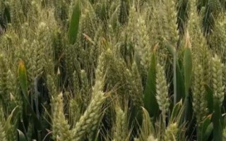 青農(nóng)6號小麥種子特點，每畝15－18萬基本苗