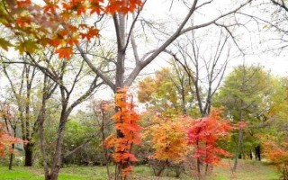 楓樹苗的價(jià)格和繁殖方式，會受到品種、規(guī)格、樹齡等條件的影響
