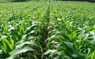 國欣909玉米種簡介，密度5000株/畝左右