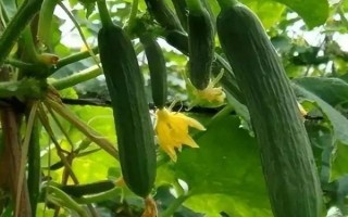 黃瓜重茬死棵怎么辦，采取輪作措施可大大減輕危害