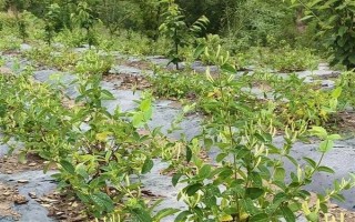 金銀花的種植條件，喜歡在溫和濕潤的環(huán)境中生存