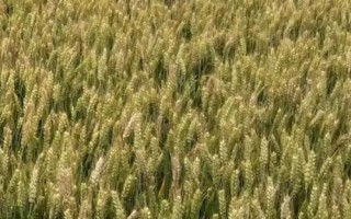 鄭科168小麥種子簡介，適宜播種期10月上中旬