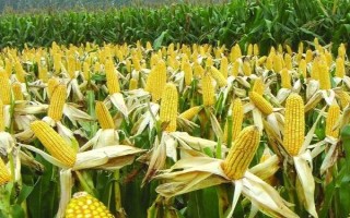 大玉3號玉米種子介紹，6月20日前播種
