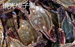 白蟹和梭子蟹有什么區(qū)別，二者沒有區(qū)別只是叫法不同