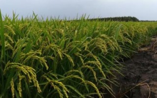 華盛優(yōu)廣絲苗水稻品種簡(jiǎn)介，全生育期116.0天