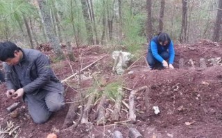 引種天麻要注意什么，當(dāng)?shù)氐臍夂驖M足條件才能種植