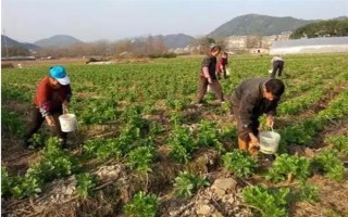 在家種蠶豆的方法，浸種消毒后再撒播覆土