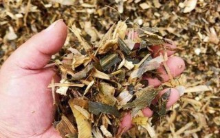 紅薯秧如何做青儲(chǔ)飼料，紅薯秧一定要粉碎處理
