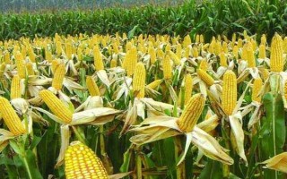 DK815玉米品種簡介，高抗莖腐病
