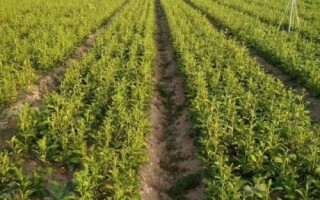 白術(shù)的管理方法，幼苗出土后要及時除草翻耕