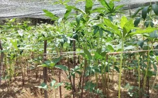 重樓種子怎么浸泡催芽，使用溫水浸泡催芽