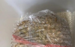 怎么催熟榴蓮，可用熟果或大米催熟等
