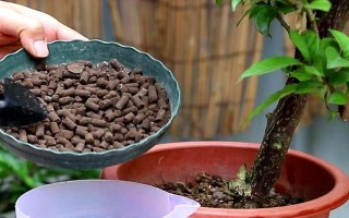 三角梅為何不開花只長葉，可能是缺少光照、養(yǎng)分、生長空間等原因造成