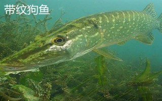 狗魚的生活習(xí)性，我國有黑斑狗魚和白斑狗魚兩種