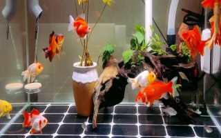 不同品種的金魚(yú)可以混合養(yǎng)嗎，需要根據(jù)金魚(yú)的習(xí)性來(lái)混養(yǎng)