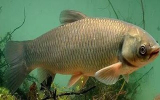 草魚(yú)喜歡吃什么草，以植物根莖、枝葉、果實(shí)等為食