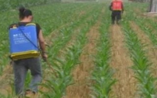玉米苗后除草劑多久能吸收，需要2-6個小時的吸收過程