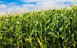 洛玉612玉米種子特征特性，夏播生育期100-107天
