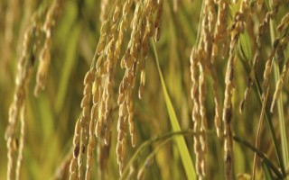榮優(yōu)826水稻品種的特性，早造平均全生育期132天