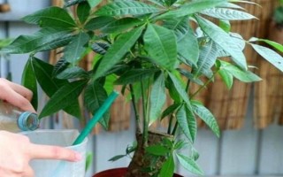 發(fā)財(cái)樹使用多少粒復(fù)合肥，株高1米可使用5-8粒
