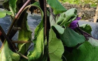 茄子菌核病，整個(gè)生育期內(nèi)都有發(fā)病可能性