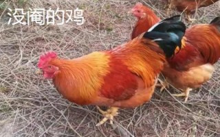 什么是閹雞，指通過手術(shù)摘除公雞的睪丸