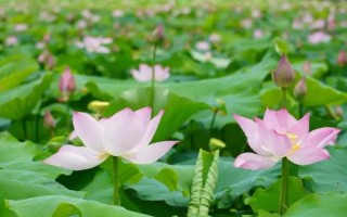 荷花為什么會(huì)爛根，可能是水量過多、施肥過量等因素造成