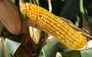 遼單1811玉米品種的特性，春播出苗至成熟130天