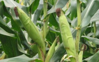 仲甜15號玉米種子特征特性，注意足墑播種