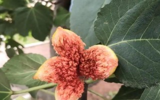 無花果有沒有花，無花果有花