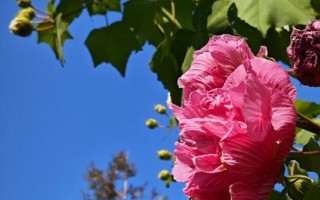芙蓉花只剩根部還能活么，只要養(yǎng)護(hù)得當(dāng)便能活