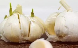 霜降過后可以在陽臺(tái)上種什么蔬菜，可種植白菜、胡蘿卜、大蒜等品種